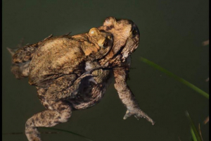 Toad bradavice: život i ponašanje vodozemaca Toad bradavice: život i ponašanje vodozemaca